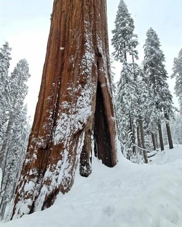 Waxberry Getaway Sequoia/Kings Canyon National Pks สควอว์วัลเลย์ ภายนอก รูปภาพ